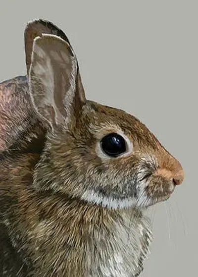 Rabbit Portrait