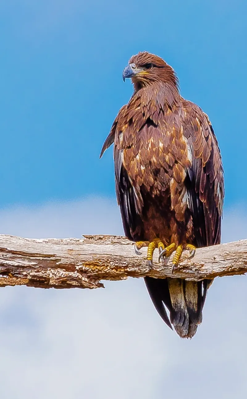 Standing Proud