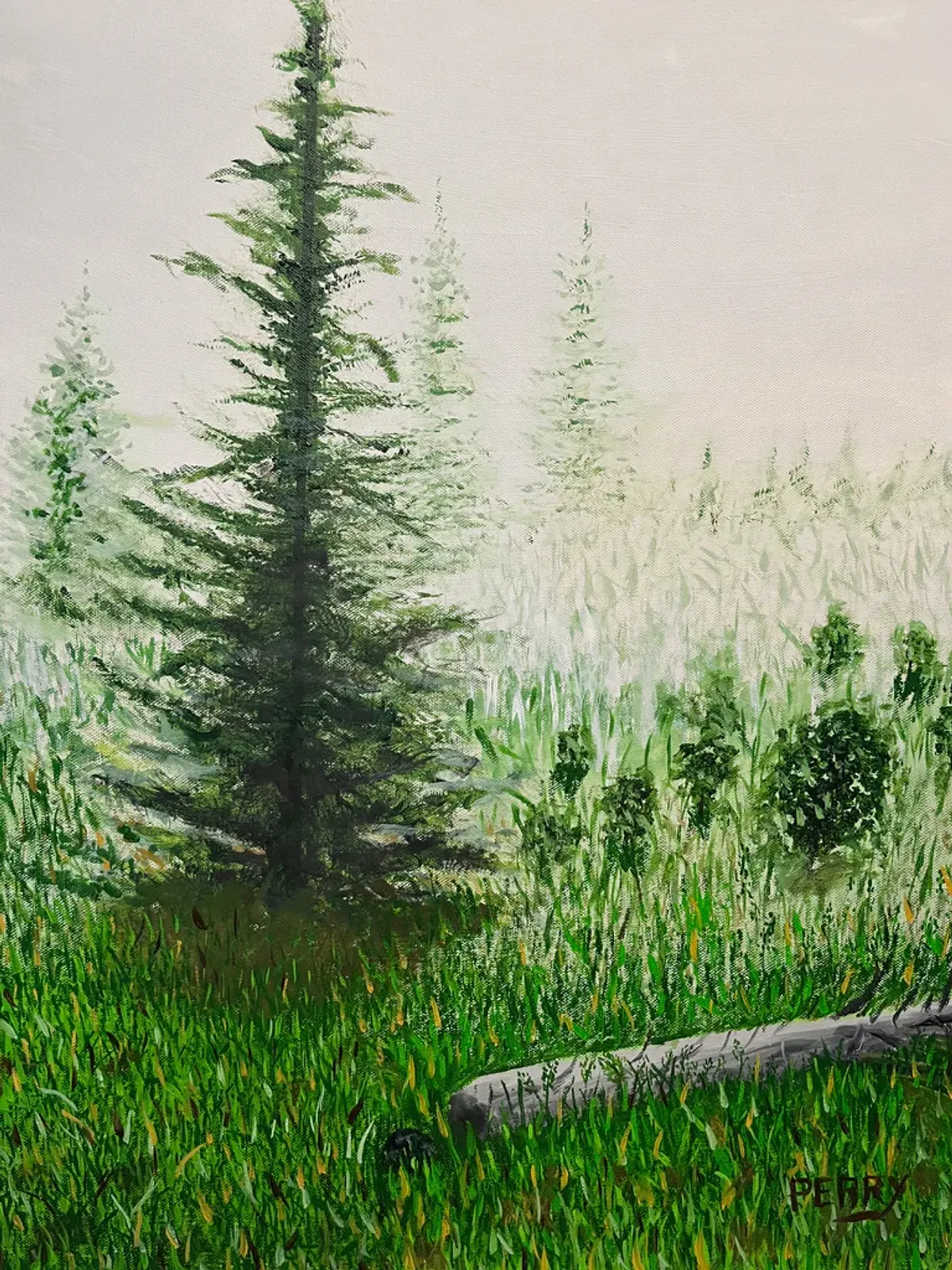 Pine trees in the Fog