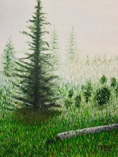 Pine trees in the Fog